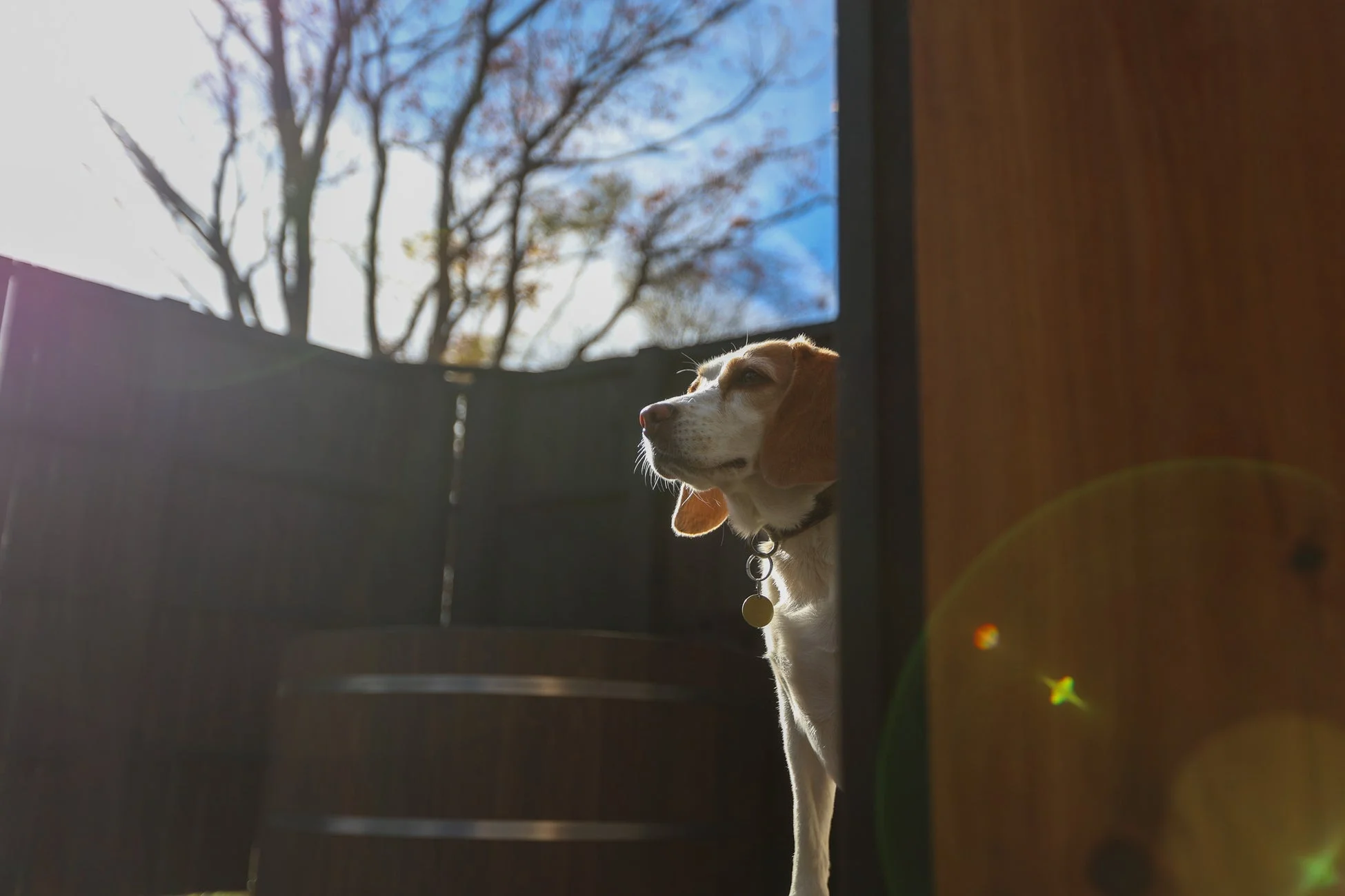 逆光の中、ビーグル犬がフェンスの陰から外の景色を静かに見つめている瞬間を捉えた一枚です。青空と木々のコントラストが美しく、犬の横顔に穏やかな日差しが当たっています。